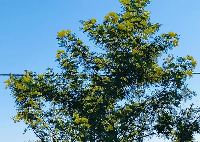 Oda ve Kahvaltı La Casa Nel Parco 3*